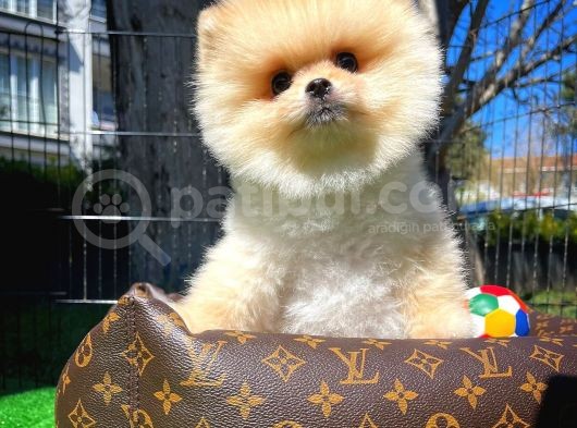 Ayı Surat Pomeranian Boo Yavrularımız