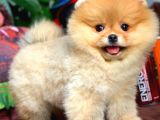 Ayı Surat Pomeranian Boo Oğlumuz Carlos