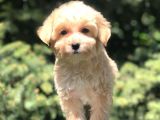 Dizayn Irk Maltipoo Yavrumuz