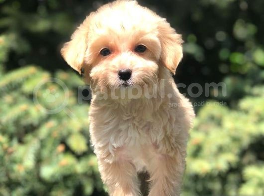 Dizayn Irk Maltipoo Yavrumuz