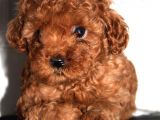 Bebek Surat Toy Poodle Yavrular Wc Eği̇ti̇mli̇