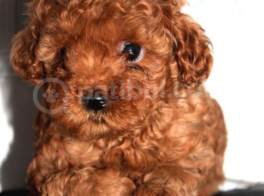Bebek Surat Toy Poodle Yavrular Wc Eği̇ti̇mli̇ görsel