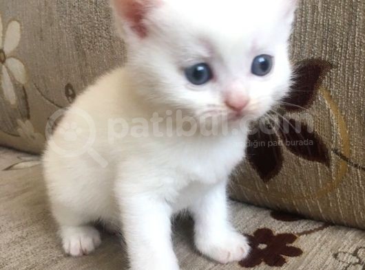 2 Bri̇ti̇sh Yavru 1 Aylik görsel