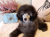 Silver Toy Poodle Bebeklerimiz a Kalite Irk Ve Sağlık Garantili