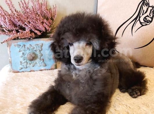 Silver Toy Poodle Bebeklerimiz A Kalite Irk Ve Sağlık Garantili