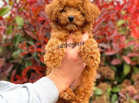 Muhteşem Red Toy Poodle Erkek Yavrumuz görsel