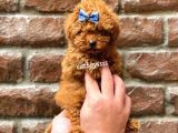 Red Brown Erkek Toy Poodle Yavrumuz