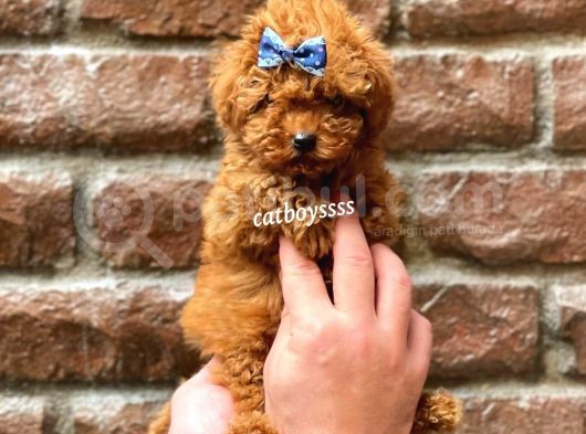 Red Brown Erkek Toy Poodle Yavrumuz