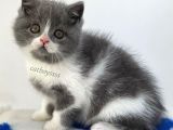 Sevimli  Bi Color British Shorthair Yavrumuz