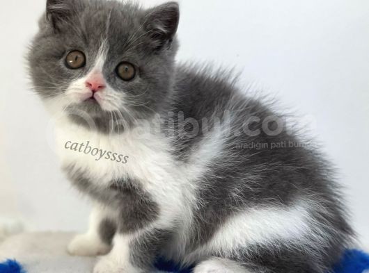 Sevimli  Bi Color British Shorthair Yavrumuz görsel