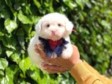 Yakışıklı Oğlumuz Maltese Terrier