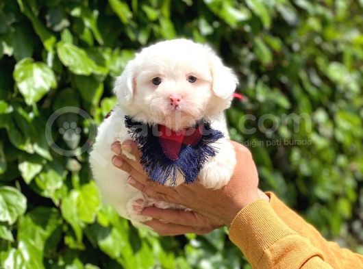 Yakışıklı Oğlumuz Maltese Terrier görsel