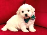 Prenses Kızımız Maltese Terrier