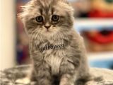 Longhair Scottish Fold Erkek Yavrumuz