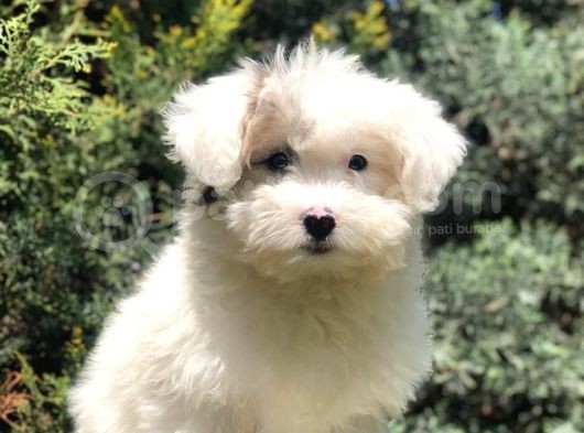 Wc Eğitimli Dizayn Irk Morkie Yavrumuz görsel