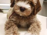 Australian Labradoodle Rusya Dan Ithal Medium Boy
