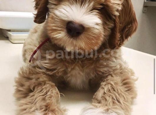 Australian Labradoodle Rusya Dan Ithal Medium Boy görsel