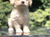 Latte Rengi Maltipoo Yavrumuz