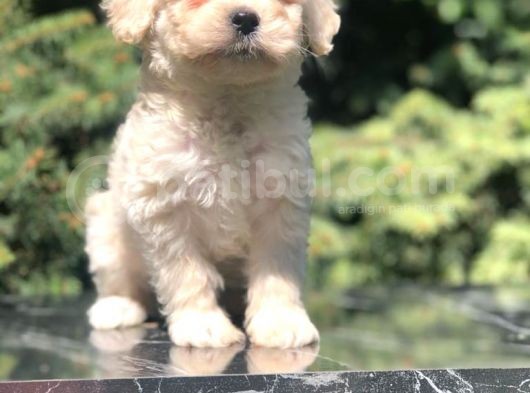 Latte Rengi Maltipoo Yavrumuz görsel