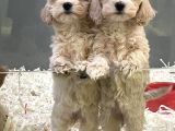 F1vef2 Orjinal Antialerjik Maltipoo Yavruları Irk Ve Sağlık Garantili