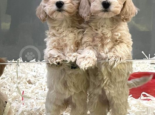 F1Vef2 Orjinal Antialerjik Maltipoo Yavruları Irk Ve Sağlık Garantili