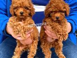 Dişi Ve Erkek Red Brown Toy Poodle Yavrular