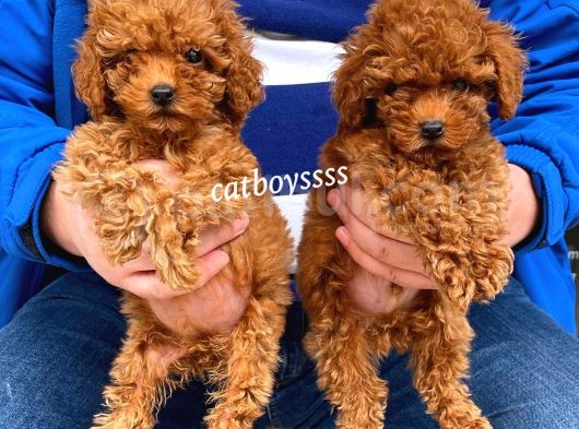 Dişi Ve Erkek Red Brown Toy Poodle Yavrular