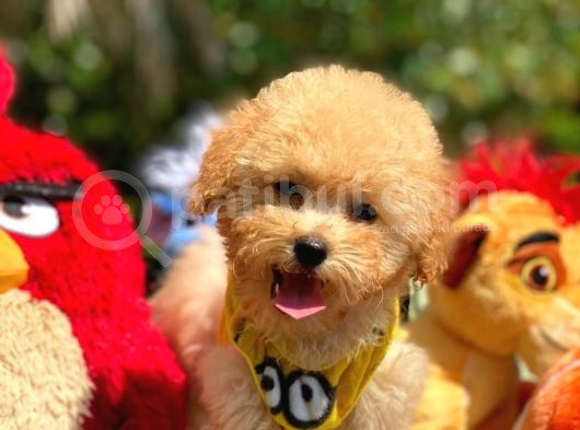 Bebek Surat Toy Poodle Yavrular Wc Eği̇ti̇mli̇
