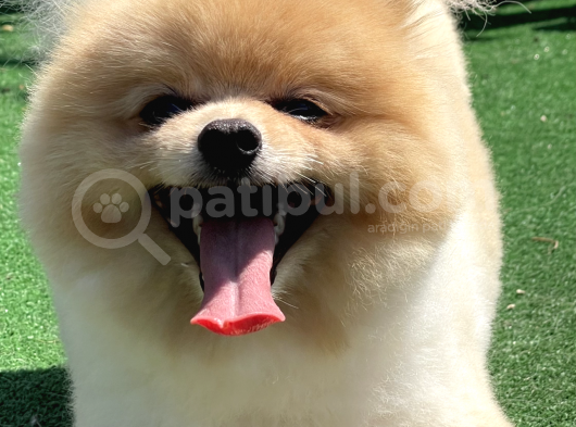 Ayı Surat Teddy Bear Secereli Garantili Irk görsel