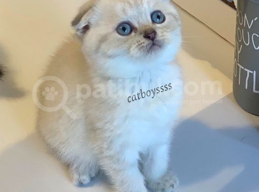 Lynx Point Scottish Fold Erkek Yavrular görsel