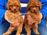Dişi Ve Erkek Red Brown Toy Poodle Yavrular