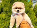 Sevi̇mli̇ Pomerani̇an Boo