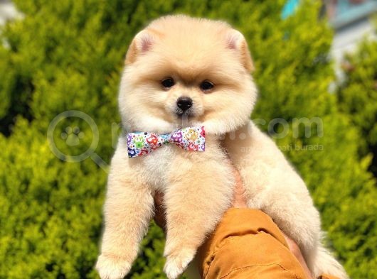 Sevi̇mli̇ Pomerani̇an Boo görsel
