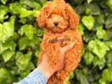 Red Toy Poodle Erkek Yavrumuz
