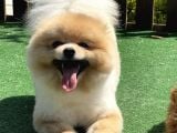 Ayı Surat Teddy Bear Secereli Garantili Irk