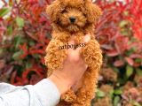 Muhteşem Red Toy Poodle Erkek Yavrumuz