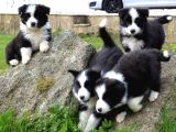 Dünyanın En Zeki Köpeği Border Collie A Kalite Yavrular