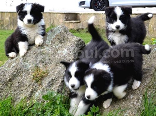 Dünyanın En Zeki Köpeği Border Collie A Kalite Yavrular görsel