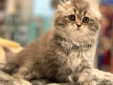 Longhair Scottish Fold Erkek Yavrumuz