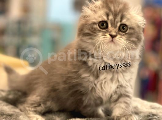 Longhair Scottish Fold Erkek Yavrumuz görsel