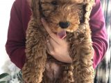 3 Aylık Red Toy Poddle Yavrumu Sahiplendiriyorum