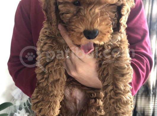 3 Aylık Red Toy Poddle Yavrumu Sahiplendiriyorum