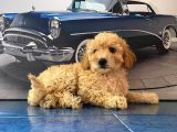 En Güzel Kayisi Renk Toy Poodle Yavrulari