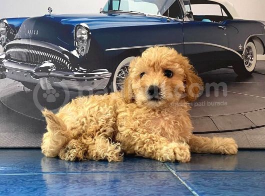 En Güzel Kayisi Renk Toy Poodle Yavrulari