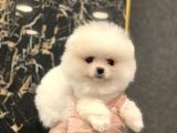 Orji̇nal Pomerani̇an Boo Di̇şi̇ Ve Erkek Yavrular