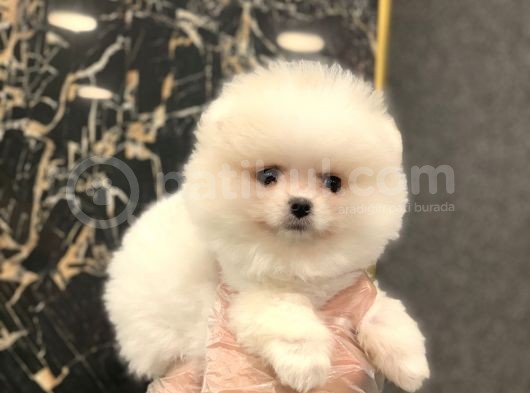 Orji̇nal Pomerani̇an Boo Di̇şi̇ Ve Erkek Yavrular