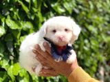Yakışıklı Oğlumuz Maltese Terrier