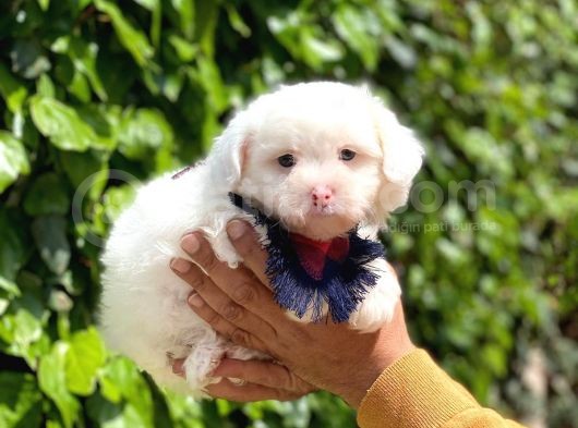 Yakışıklı Oğlumuz Maltese Terrier görsel