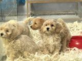 F1Vef2 Orjinal Antialerjik Maltipoo Yavruları Irk Ve Sağlık Garantili