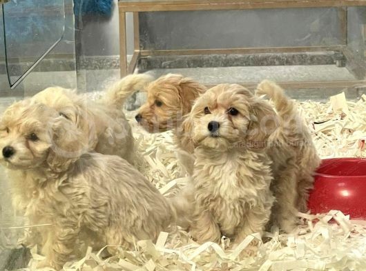 F1Vef2 Orjinal Antialerjik Maltipoo Yavruları Irk Ve Sağlık Garantili görsel